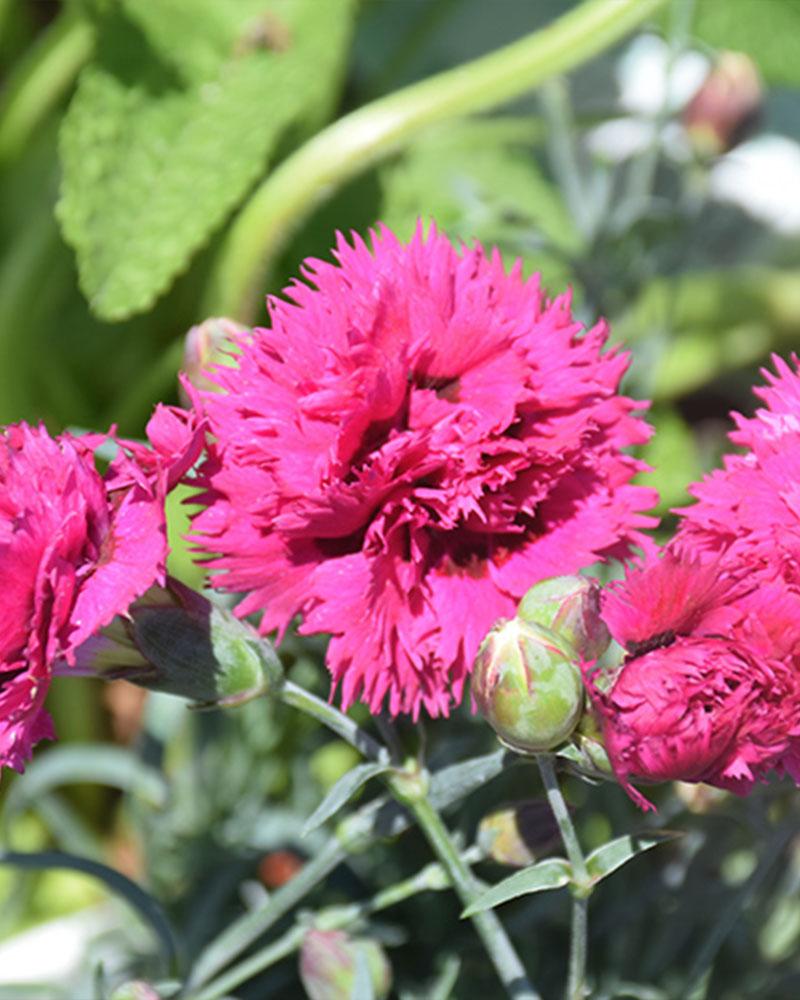 Dianthus Fruit Punch® 'Spiked Punch' 1 Gallon