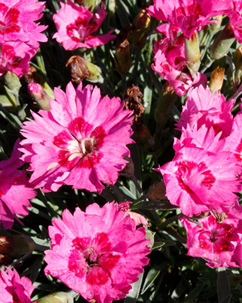 Departments - Dianthus 'Paint the Town Fancy' 1 Gallon