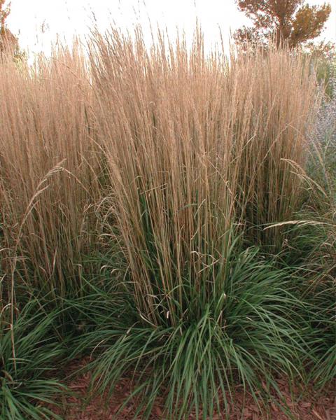 Grass Calamagrostis 'Karl Foerster' 1 Gallon