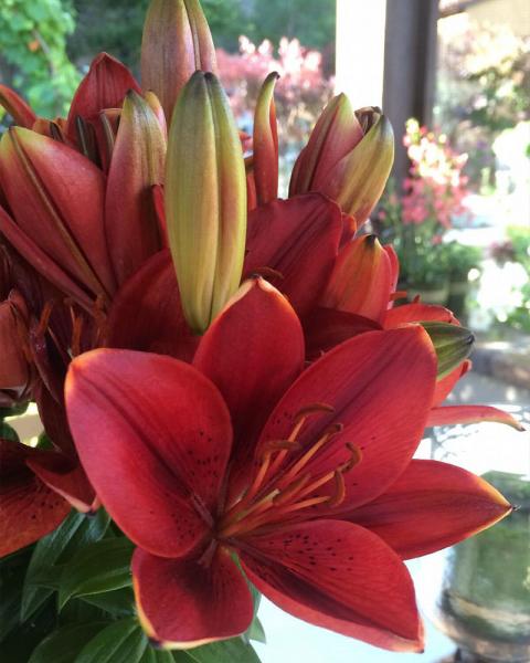 Lilium Lily Looks 'Tiny Rocket' 1 Gallon