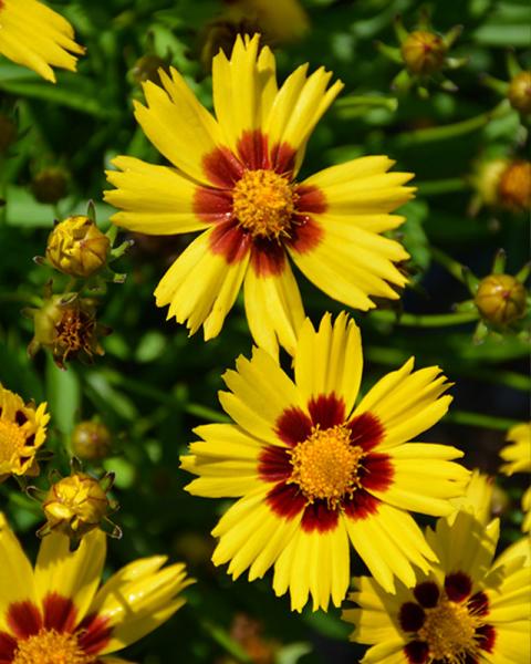 Coreopsis 'SunKiss' 1 Gallon