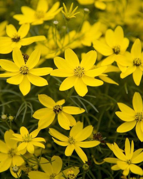 Coreopsis 'Zagreb' 1 Gallon