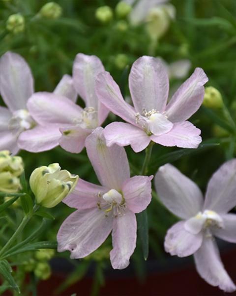 Delphinium 'Summer Morning' 1 Gallon