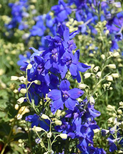 DELPHINIUM SUMMER NIGHTS