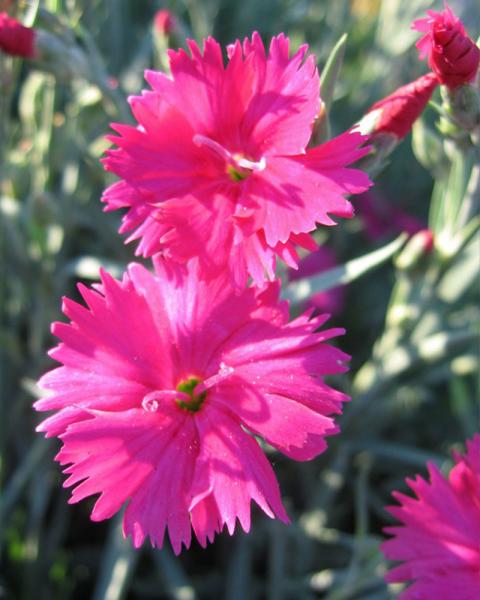 Dianthus 'Neon Star' 1 Gallon