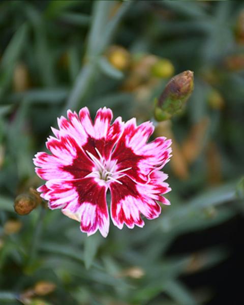 Dianthus Star Single 'Superstar' 1 Gallon