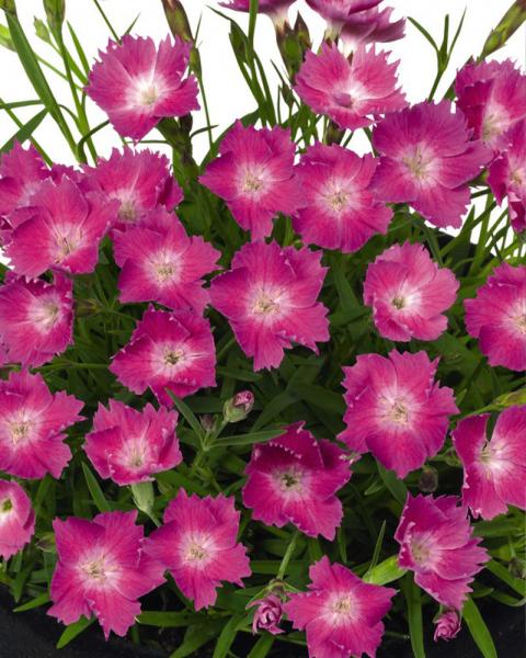 Dianthus 'Kahori® Pink' 1 Gallon