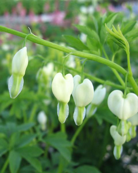 Dicentra 'White' 1 Gallon