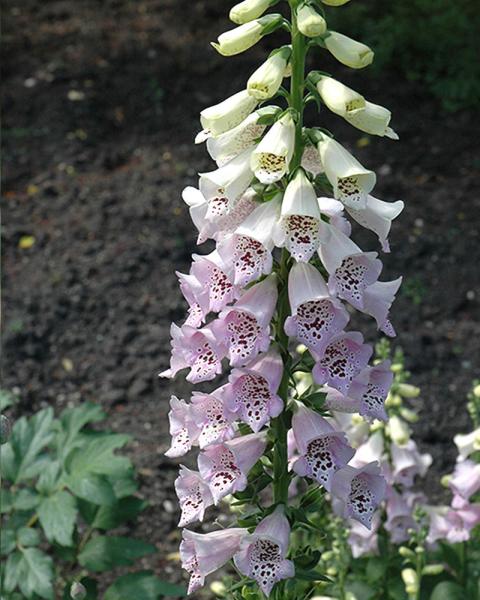 Digitalis 'Camelot Lavender' 1 Gallon