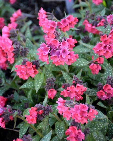 Pulmonaria 'Shrimps on the Barbie' 1 Gallon