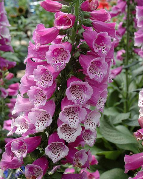 Digitalis 'Dalmatian Purple' 1 Gallon