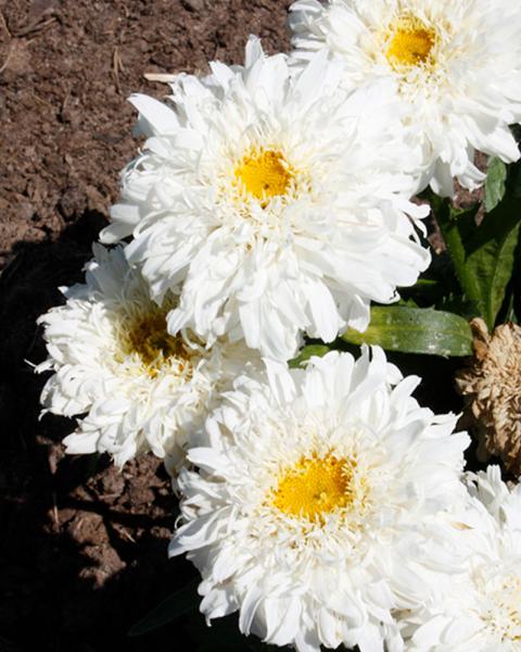 Leucanthemum Amazing Daisies® 'Marshmallow' 1 Gallon