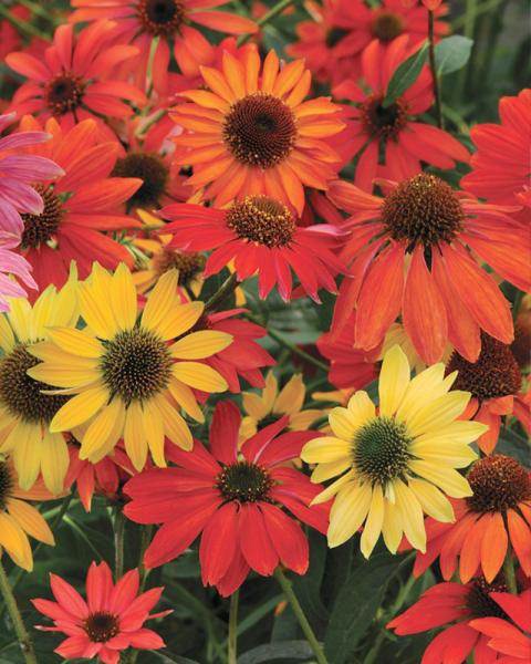 Echinacea 'Cheyenne Spirit' 1 Gallon