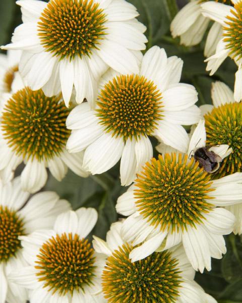 Echinacea 'PowWow White' 1 Gallon