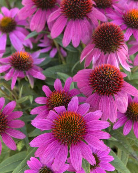 Echinacea 'PowWow Wild Berry' 1 Gallon