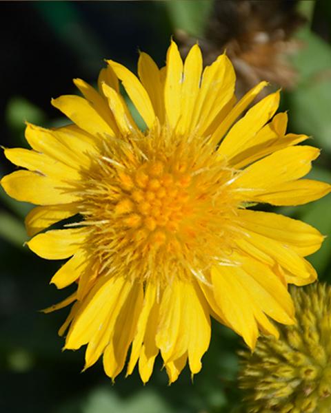 Gaillardia 'Mesa Yellow' 1 Gallon