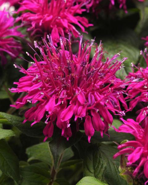 Monarda 'Balmy Purple' 1 Gallon