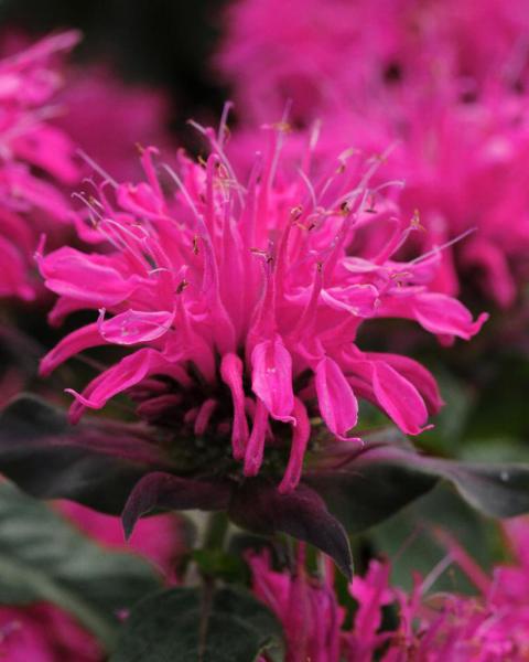 Monarda 'Balmy Rose' 1 Gallon