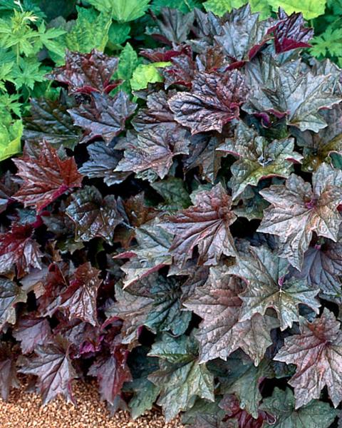 HEUCHERA PALACE PURPLE