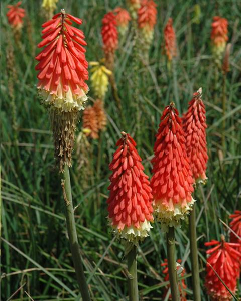 Kniphofia 'Flamenco' 1 Gallon