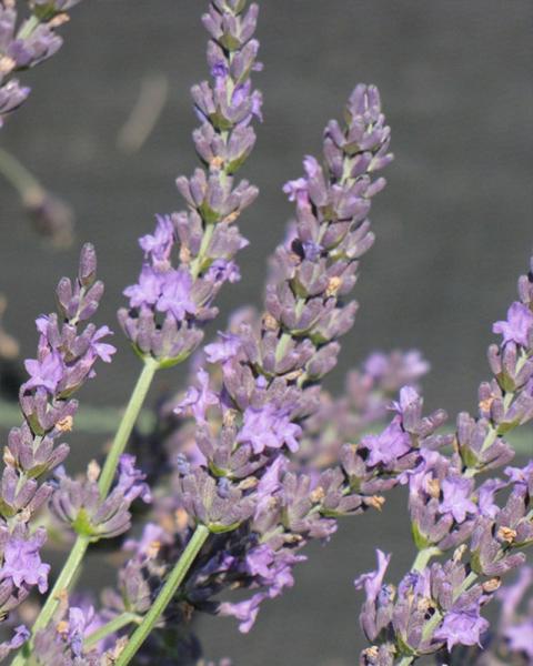 Lavandula 'Grosso' 1 Gallon