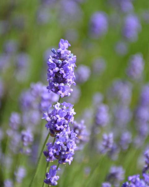 Lavandula 'Hidcote Blue' 1 Gallon