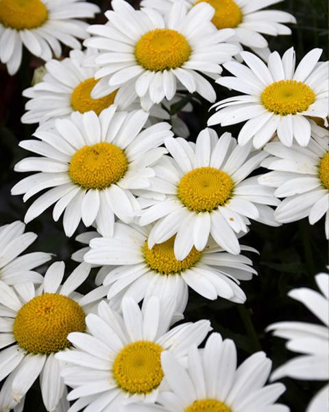 Leucanthemum 'Snowcap' 1 Gallon
