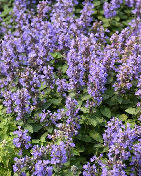 Nepeta 'Purrsian Blue' 1 Gallon