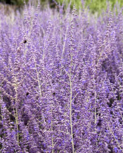 PEROVSKIA ATRIPLICIFOLIA