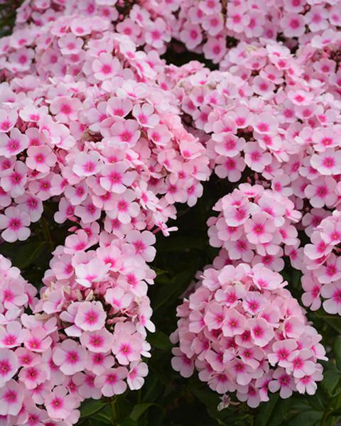 PHLOX PAN BRIGHT EYES