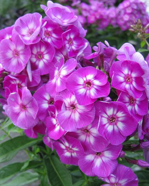 PHLOX PAN LAURA