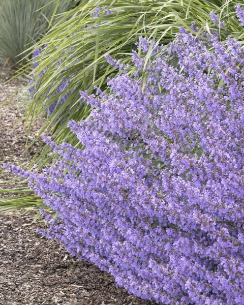 Nepeta 'Junior Walker' 1 Gallon