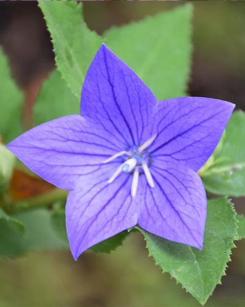 Platycodon 'Astra Blue' 1 Gallon