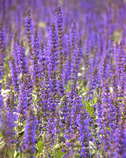 Salvia 'May Night' 1 Gallon