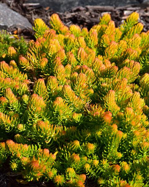 Sedum 'Angelina' 1 Gallon