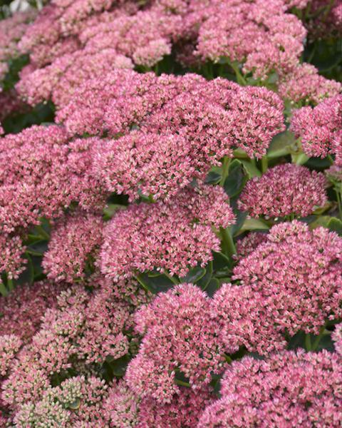 SEDUM AUTUMN FIRE