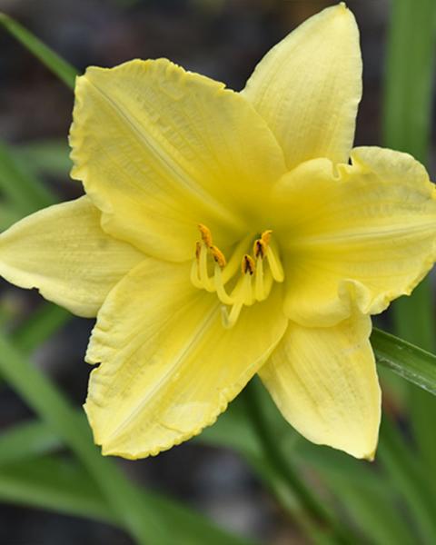 HEMEROCALLIS BIG TIME HAPPY