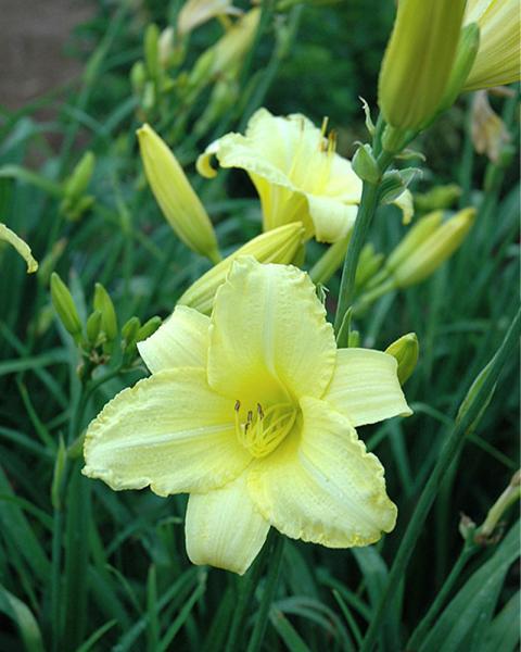 Hemerocallis Happy Ever Appster® 'Happy Returns' 1 Gallon