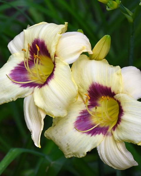 Hemerocallis 'Pandora's Box' 1 Gallon