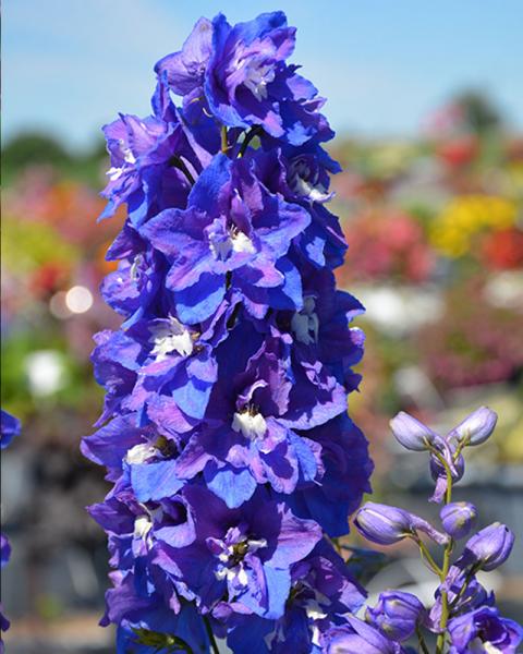 Delphinium 'Dasante Blue' 1 Gallon