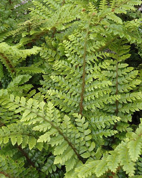 Fern Japanese Tassel