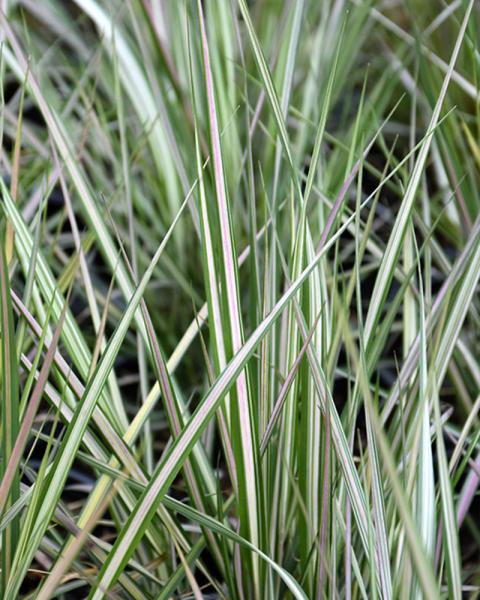 Grass Calamagrostis 'Lightning Strike' 1 Gallon