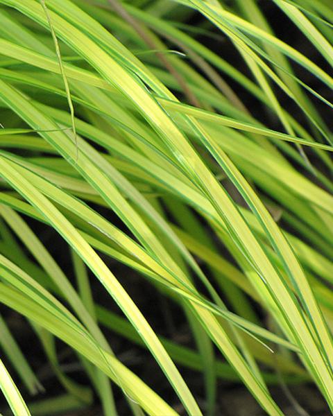 Grass Carex 'Bowles Golden' 1 Gallon