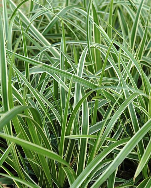 Grass Carex 'Ice Dance' 1 Gallon