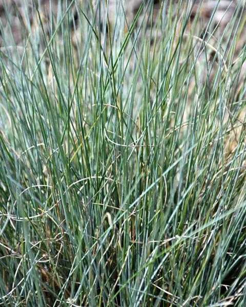 Grass Festuca 'Boulder Blue' 1 Gallon