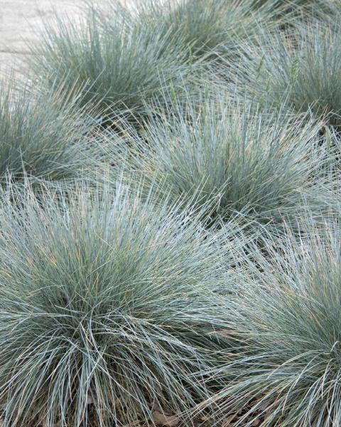 Grass Festuca 'Elijah Blue' 1 Gallon