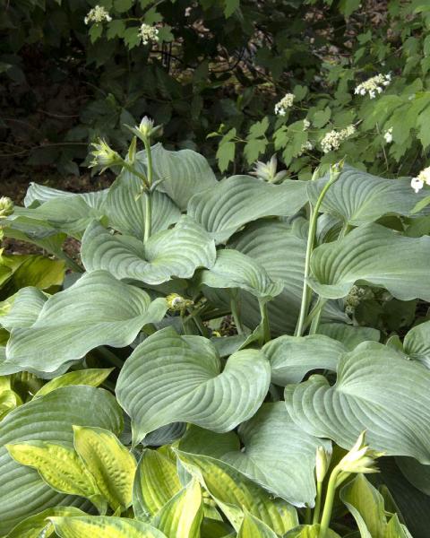 Hosta 'Blue Angel' 1 Gallon