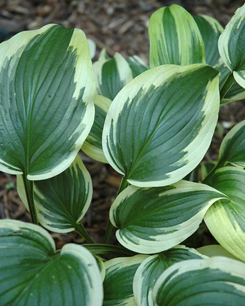 Hosta 'Fantabulous' 1 Gallon