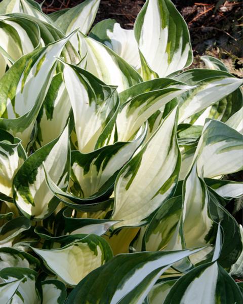 Hosta 'Fire and Ice' 1 Gallon