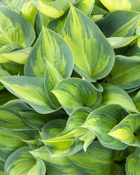 HOSTA JUNE